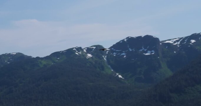 Bald eagle flying above city of Juneau, Alaska.Snow capped Mount Bradley in the background.