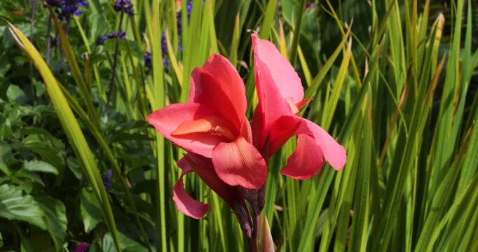 Canna lily or Gladiolus in Victoria Butchart Gardens,British Columbia,Canada.