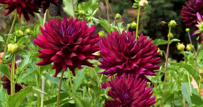 Dahlia Spartacus in Victoria Butchart Gardens,British Columbia,Canada.