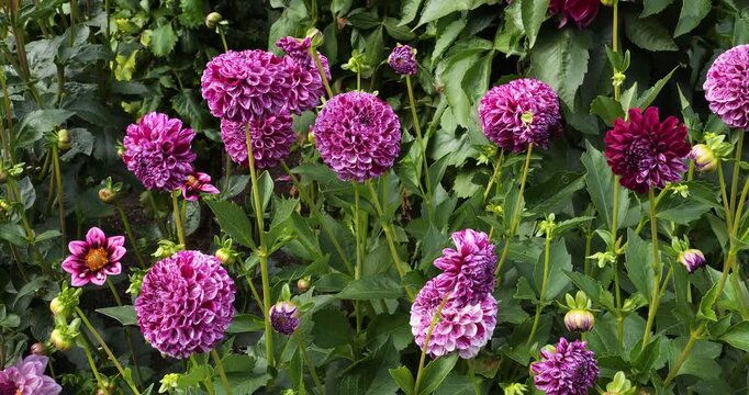 Dahlia Marble Ball flower, in Victoria Butchart Gardens,British Columbia,Canada.