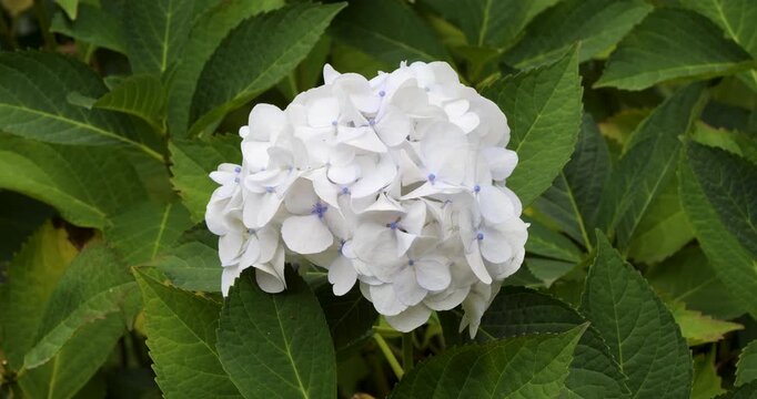 Hydrangea macrophylla in Victoria Butchart Gardens,British Columbia,Canada.