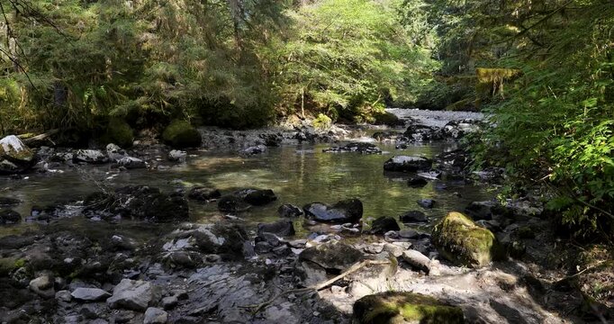 Salmon jumps out of the water.Salmon swim against the stream to the upper reaches of rivers to spawn in Alaska.