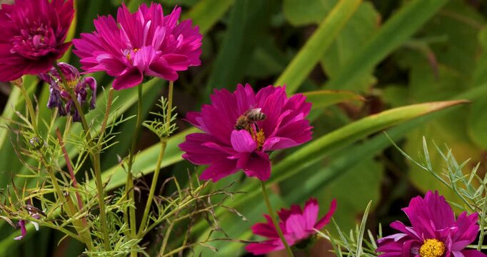 Honey Bee pollinating a Cosmos Bipinnatus (Garden Cosmos) flower in Victoria Butchart Gardens,British Columbia,Canada.