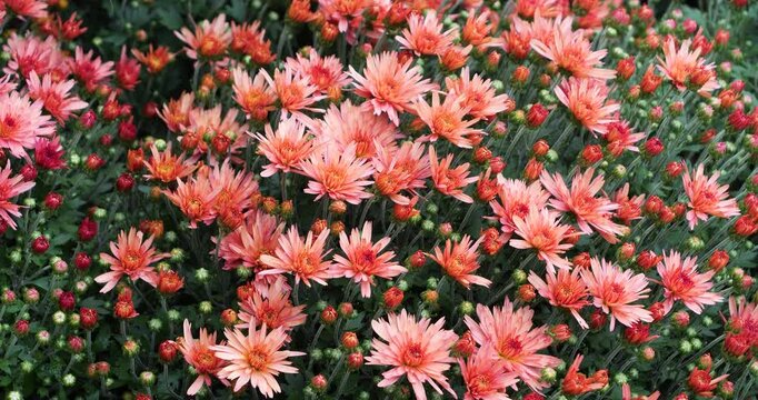 Hardy chrysanthemums (Chrysanthemum morifolium) in Victoria Butchart Gardens,British Columbia,Canada.