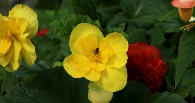 Bee pollinating Double Yellow Hibiscus in Victoria Butchart Gardens,Canada.