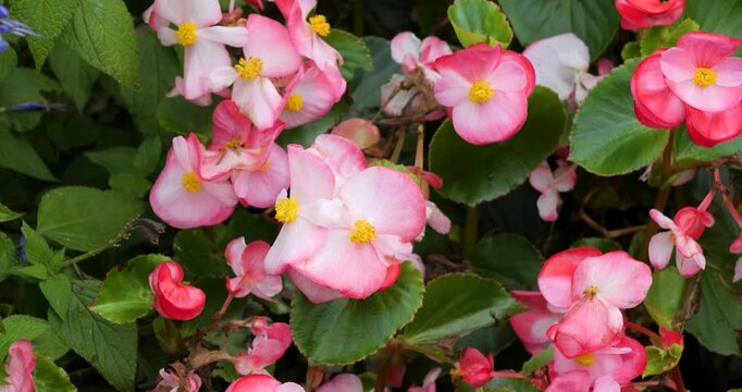 Pink Wax Begonia, Pink flowering begonia in Victoria Butchart Gardens,British Columbia,Canada.
