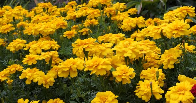 Mexican Marigold (Tagetes lemmonii,Aztec marigold) in Victoria Butchart Gardens,British Columbia,Canada.