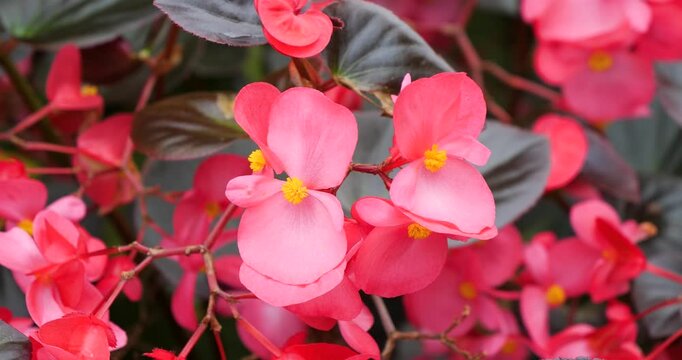 Red Wax Begonia in Victoria Butchart Gardens,British Columbia,Canada.