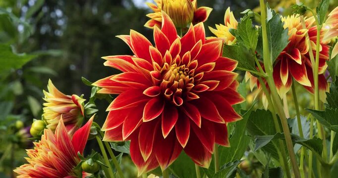 Close-up of a Dahlia Caballero in Victoria Butchart Gardens,British Columbia,Canada.