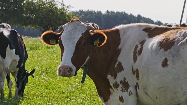 Drone circles dairy cow in pasture while animal curiously watches camera