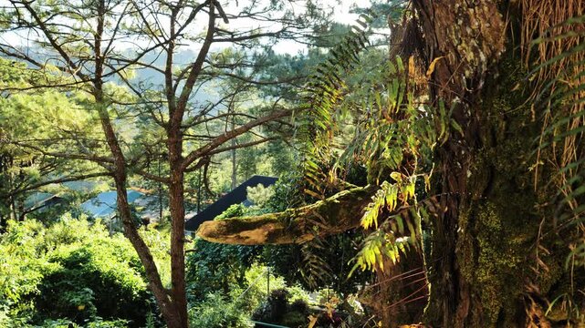 Sunlight filters through trees, mossy trunk in Baguio Benguet Philippines forest