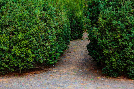 Pathway between tall hedges, Manito Park, Spokane