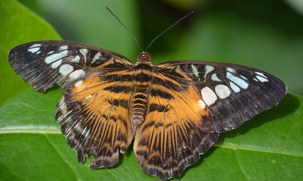 Heliconius hecale, the tiger longwing, Hecale longwing, golden longwing or golden heliconian, is a heliconiid butterfly that occurs from Mexico to the Peruvian Amazon