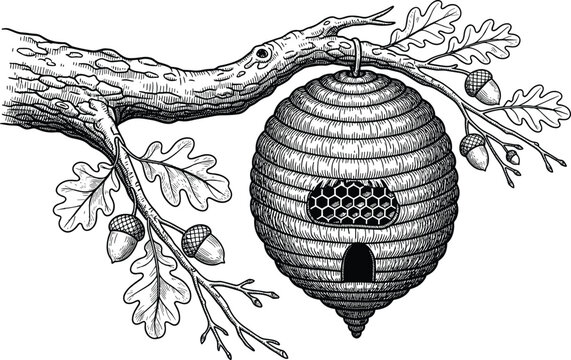 WebVintage woodcut beehive on oak branch vector illustration with acorns and leaves in traditional ink style