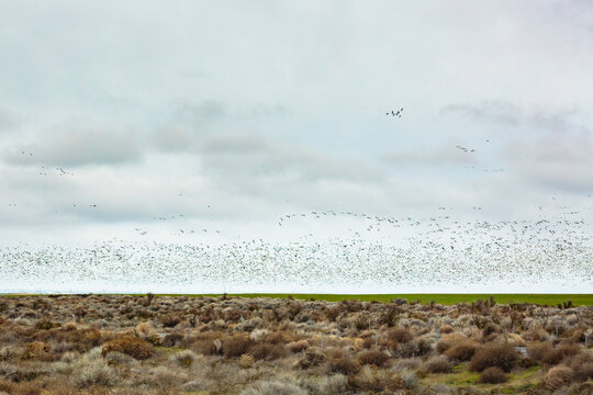 Swans migrating at Moses Lake by Interstate 90