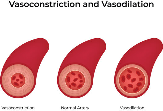 Arterial Vasoconstriction and Vasodilation Design Vector Illustration