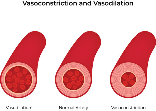 Arterial Vasoconstriction and Vasodilation Design Vector Illustration