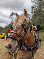 Obraz premium Traditional Working Horse with Ornamental Harness in Countryside
