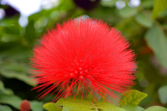 Calliandra is a genus of flowering plants in the pea family, Fabaceae in the mimosoid clade of the subfamily Caesalpinioideae. It contains about 140 species that are native to tropical and subtropical