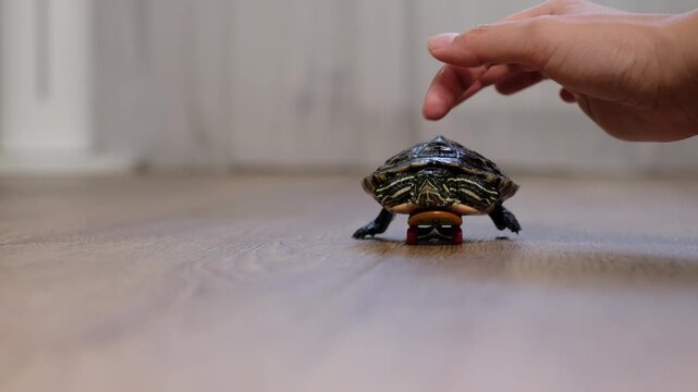 Small pet turtle riding a miniature skateboard across a wooden floor in a cozy home interior. The playful animal scene reflects creativity, humor and unusual pet companionship.