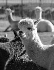 Fototapeta premium Alpaca is a domesticated species of South American camelid. It resembles a small llama in appearance.Alpacas are kept in herds that graze on the level heights of the Andes of southern Peru