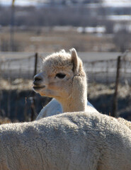 Fototapeta premium Alpaca is a domesticated species of South American camelid. It resembles a small llama in appearance.Alpacas are kept in herds that graze on the level heights of the Andes of southern Peru