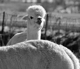 Fototapeta premium Alpaca is a domesticated species of South American camelid. It resembles a small llama in appearance.Alpacas are kept in herds that graze on the level heights of the Andes of southern Peru