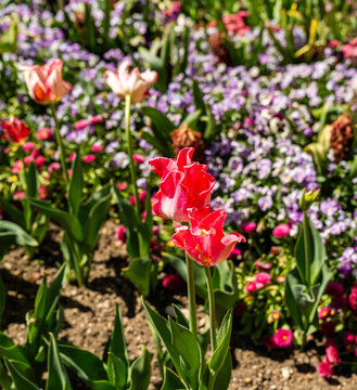 View of vibrant pink tulips and purple pansies blooming in the sunshine at the Botanical Garden Munich-Nymphenburg Munich, Bavaria, Germany.