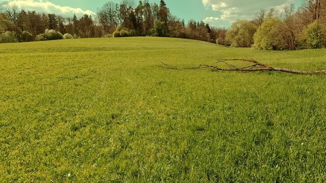 Spring on the forest meadow, fresh grass, sunny sky