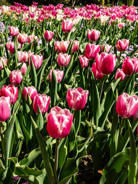 View of vibrant pink and white tulips blooming in the sunshine at the Botanical Garden Munich-Nymphenburg Munchen, Bayern, Germany.