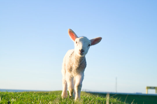 Isolated close-up of of a cute baby lamb in the evening sun on a dike