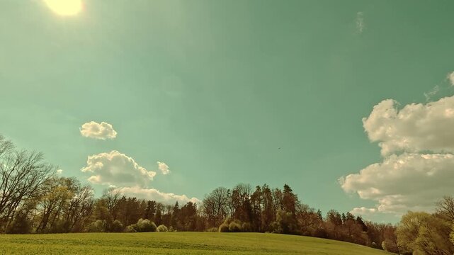 Spring on the forest meadow, fresh grass, sunny sky