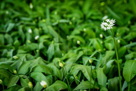 View of blooming wild garlic with delicate white flowers and lush green leaves in the Botanical Garden Munich-Nymphenburg, Munich, Bavaria, Germany.
