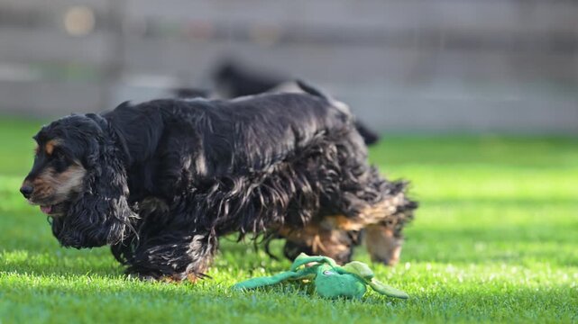 Mother Cocker Spaniel Running with Puppies on Green Grass in Garden, 4K Slow Motion