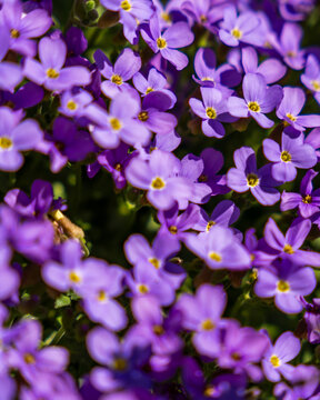 View of blooming purple aubrieta flowers with yellow centers in a lush garden bed at the Botanical Garden Munich-Nymphenburg in Munich, Bavaria, Germany.