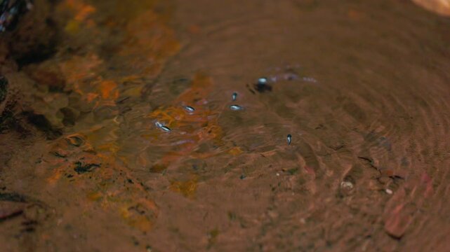 Pinwheel beetles moving on the water surface creating circular ripples, reactive aquatic insects hunting and interacting in natural freshwater environment in slow motion, macro wildlife behavior with 