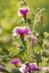 Fototapeta premium Pink Psephellus dealbatus flowers blooming in sunny garden. Vertical close up shot of Persian cornflower with green blurred bokeh background at summer day, natural sunlight.