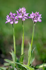 Fototapeta premium Three-toothed Orchid (Neotinea tridentata)
