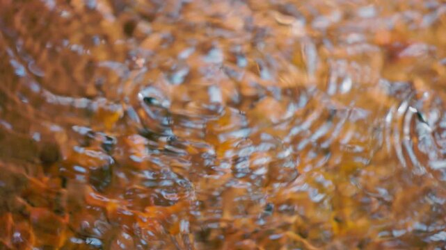 Pinwheel beetles moving on the water surface creating circular ripples, reactive aquatic insects hunting and interacting in natural freshwater environment in slow motion, macro wildlife behavior with 