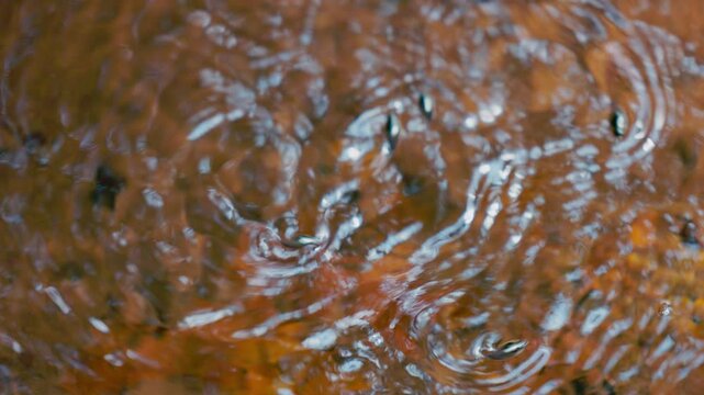 Pinwheel beetles moving on the water surface creating circular ripples, reactive aquatic insects hunting and interacting in natural freshwater environment in slow motion, macro wildlife behavior with 