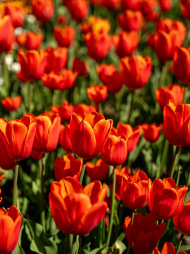 View of vibrant orange tulips blooming in the Botanical Garden Munich-Nymphenburg with green stems and soft sunlight Munchen, Bayern, Germany.