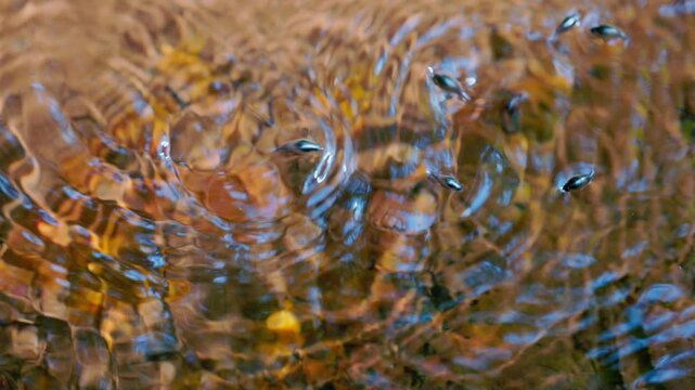 Pinwheel beetles moving on the water surface creating circular ripples, reactive aquatic insects hunting and interacting in natural freshwater environment in slow motion, macro wildlife behavior with 