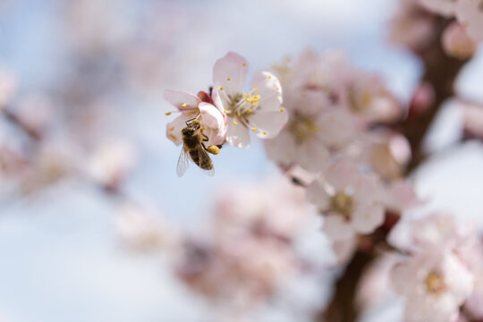 Honey Bee on Blooming Apricot Blossom in Spring