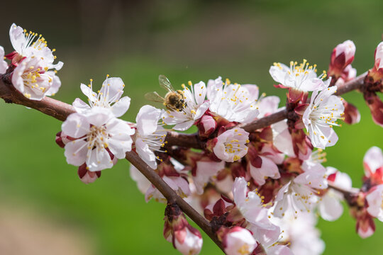 Honey Bee on Blooming Apricot Blossom in Sunny Spring Day