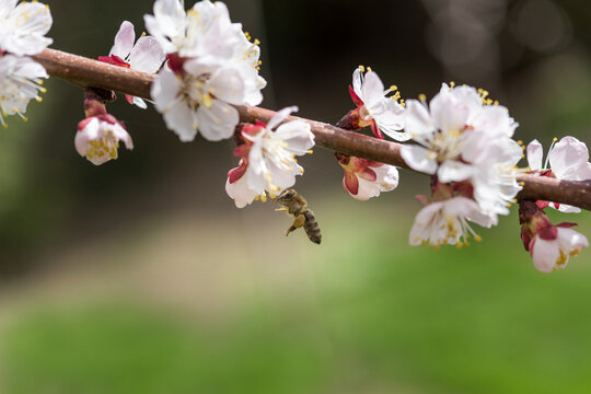 Honey Bee Pollinating Apricot Tree Blossoms
