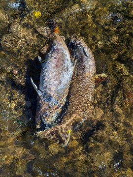 Overhead of two large Chinook Salmon carcasses resting side-by-side in a clear, shallow stream after spawning in Bronte Creek.  Showing signs of natural decomposition while fitting together perfectly.