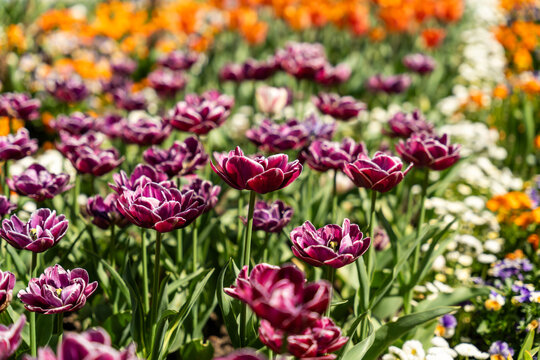 View of blooming purple tulips with white edges in the Botanical Garden Munich-Nymphenburg under bright sunlight Munich, Bavaria, Germany.