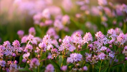 Obraz premium Natural Floral Backgrounds Little Lilac Flowers Rhaponticum Repens Levzeya Saflorovidny Or Maral Root Rhaponticum Carthamoides