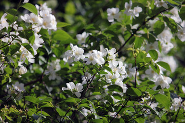 Fototapeta premium Jasmine. Delicate white jasmine flowers in the sun against the dark green backdrop of a summer garden. A beautiful natural landscape. White flowers. Shrub plant. Fragrant jasmine.