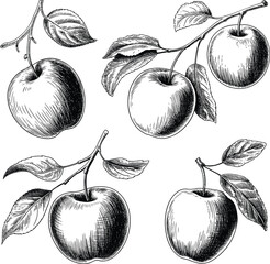 Fototapeta premium Hand Drawn Apples with Leaves on Branches Vintage Botanical Illustration